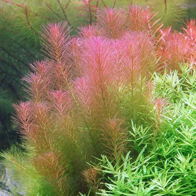 Rotala Wallichi Cuttings