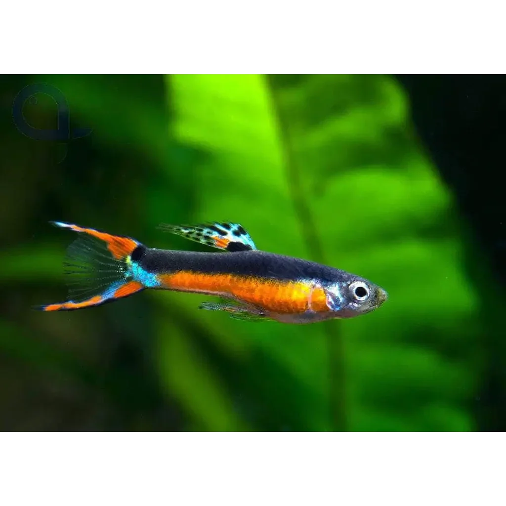 Vibrant orange and black fish.