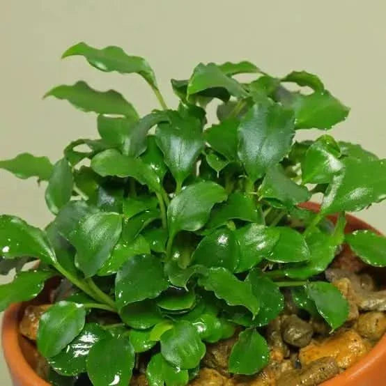 Lush green aquatic plant.