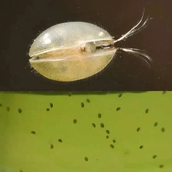 Translucent, bivalved crustacean.