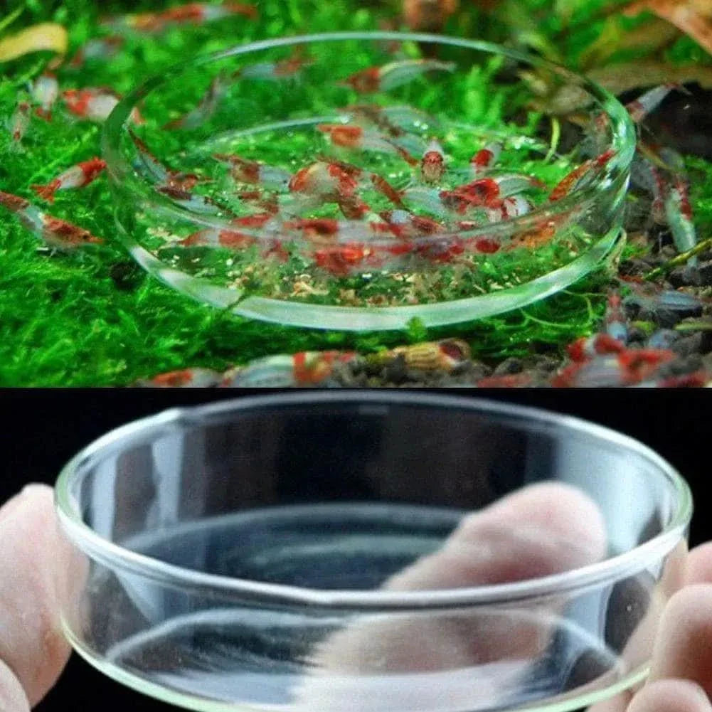 Clear glass feeding dish.