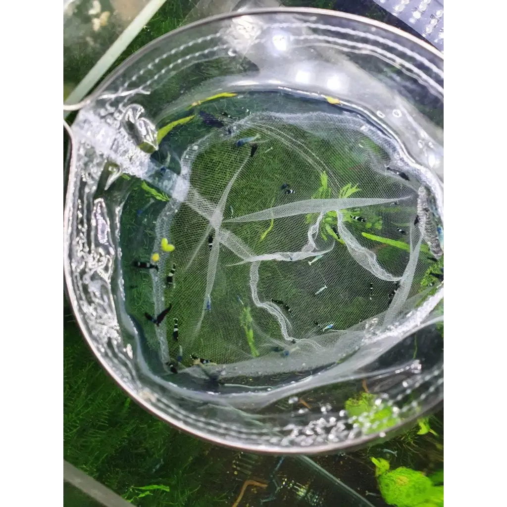 SHRIMP HOLDER FINE MESH NET