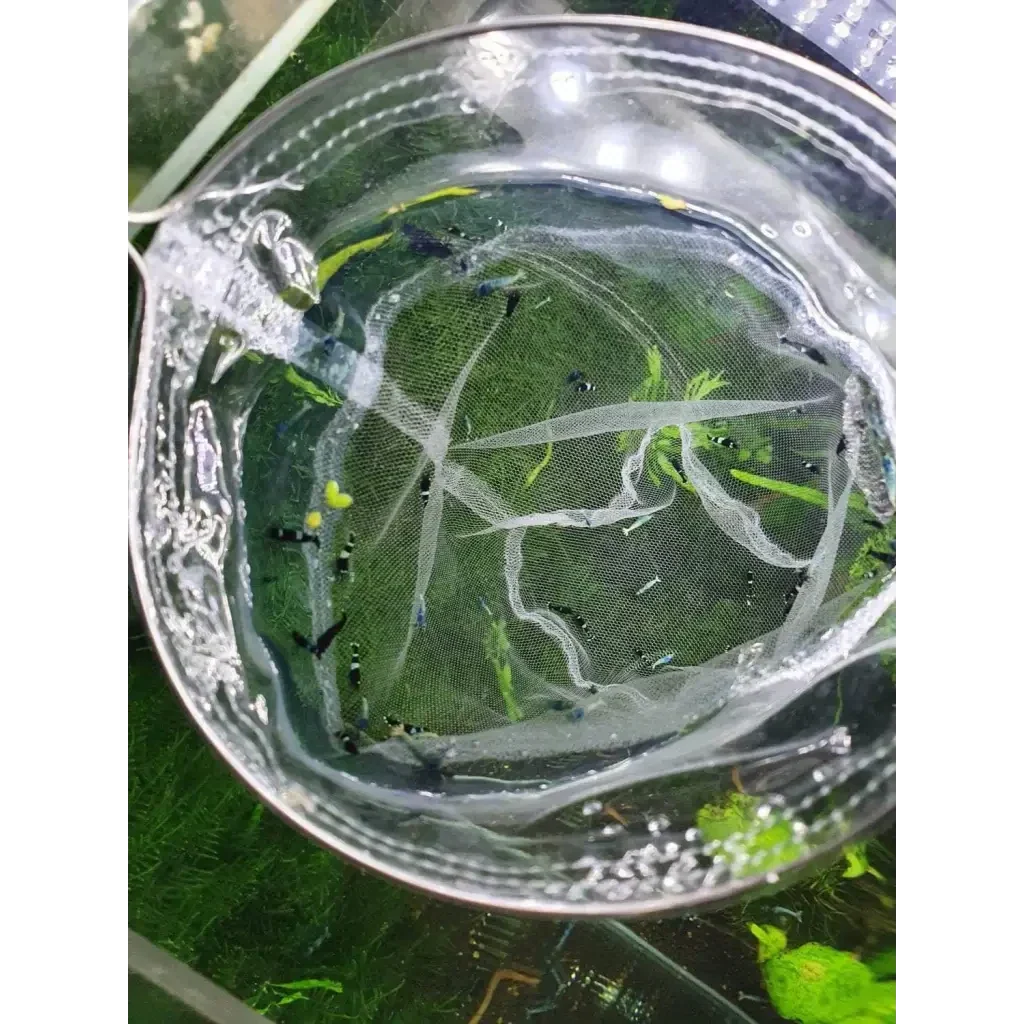 Fish net with small fish.