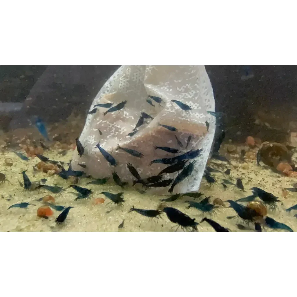 Blue shrimp swarm.