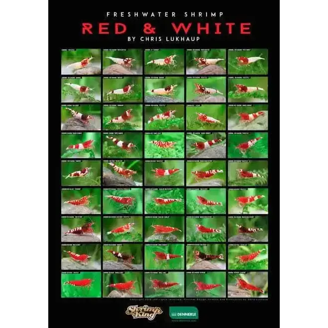 Red and white freshwater shrimp varieties.