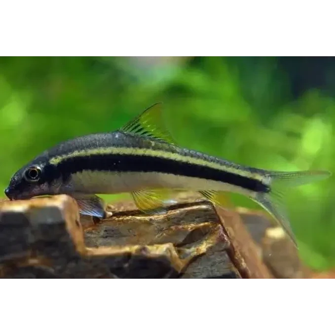 Siamese algae eater fish.