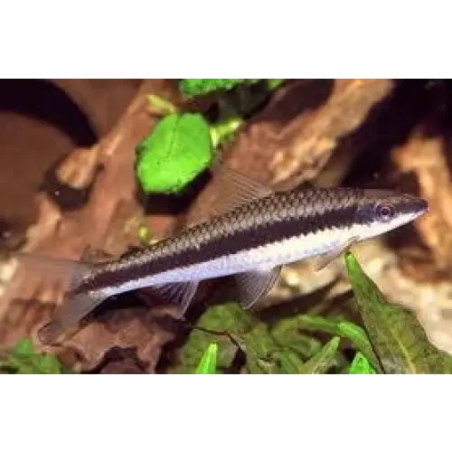 Siamese algae eater fish.