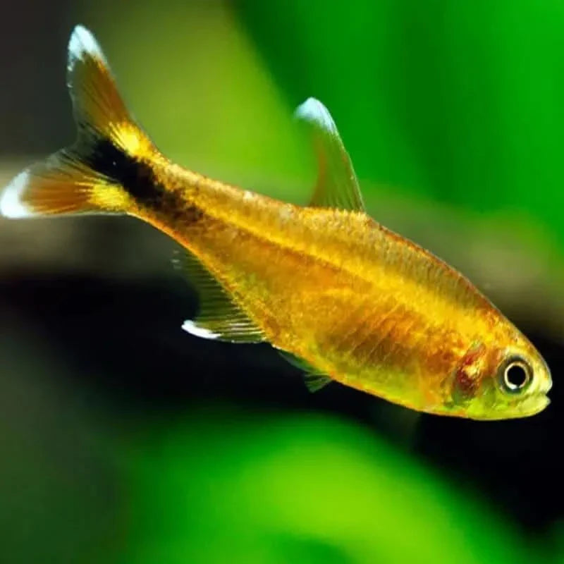 Golden fish with white-tipped fins.