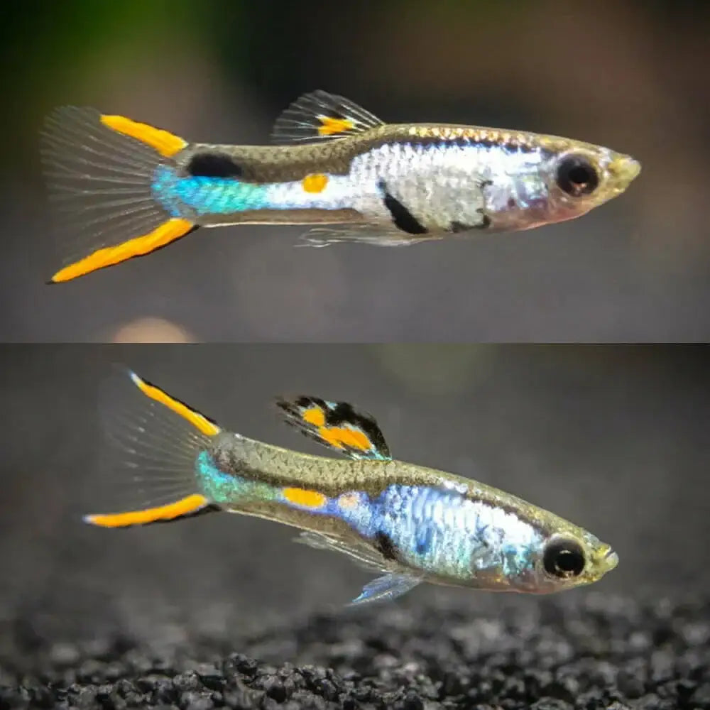 Two colorful guppy fish.