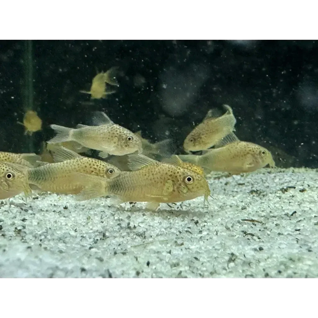 School of Corydoras catfish.
