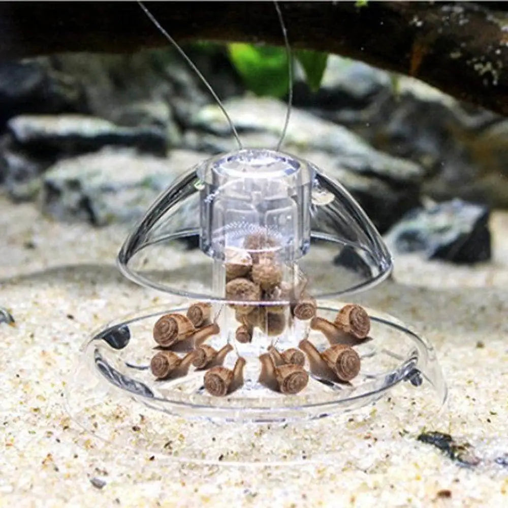 Snail Trap