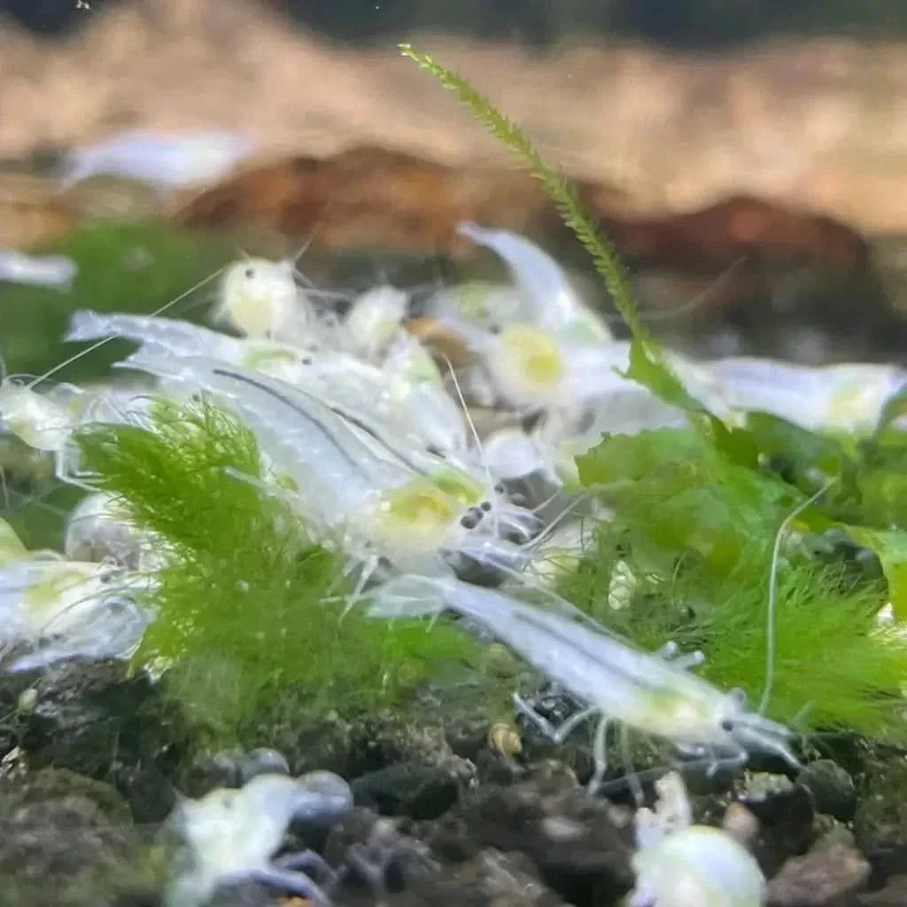 Ghost shrimp cluster.