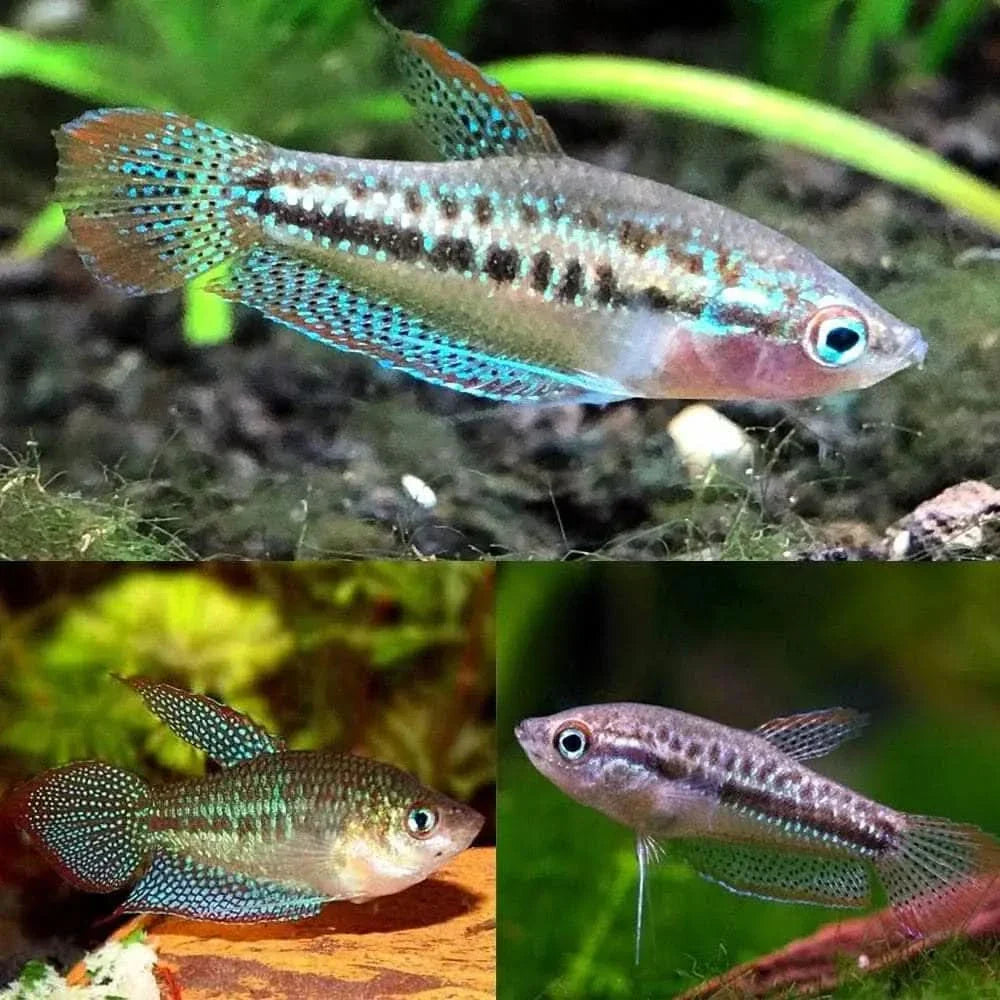 Three sparkling gourami fish.