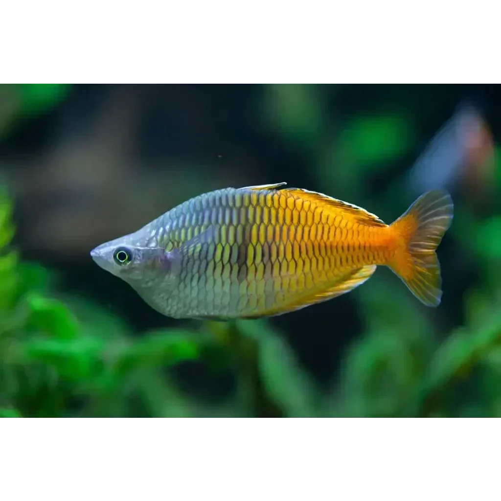 Colorful rainbowfish with scales.