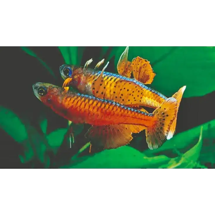 Two colorful celestial pearl danios.