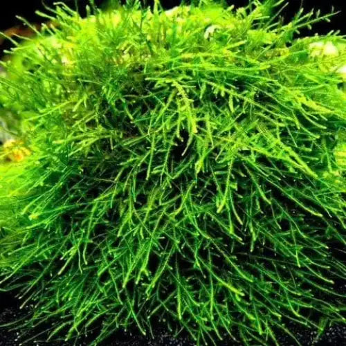 Spiky Moss - Taxiphyllum Sp. 5cm x Plants &.
