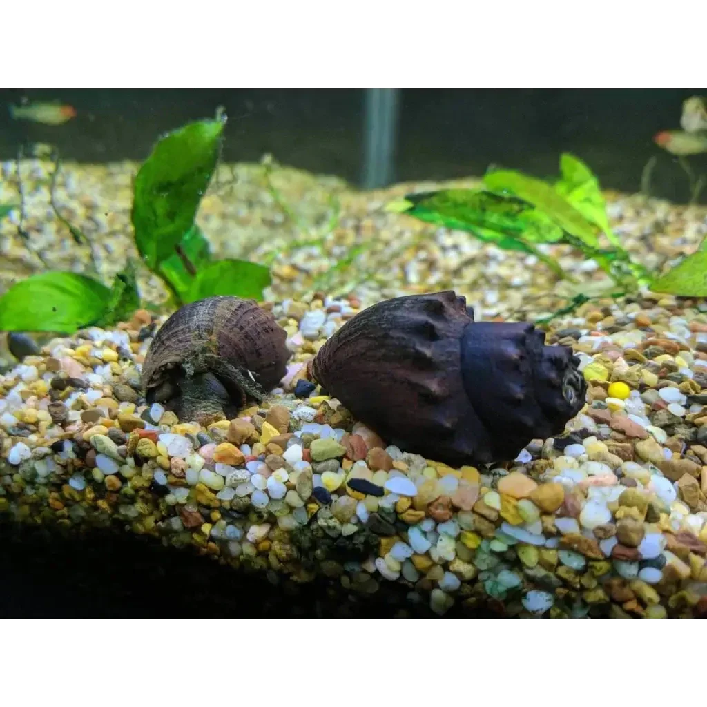 Two aquarium snails.