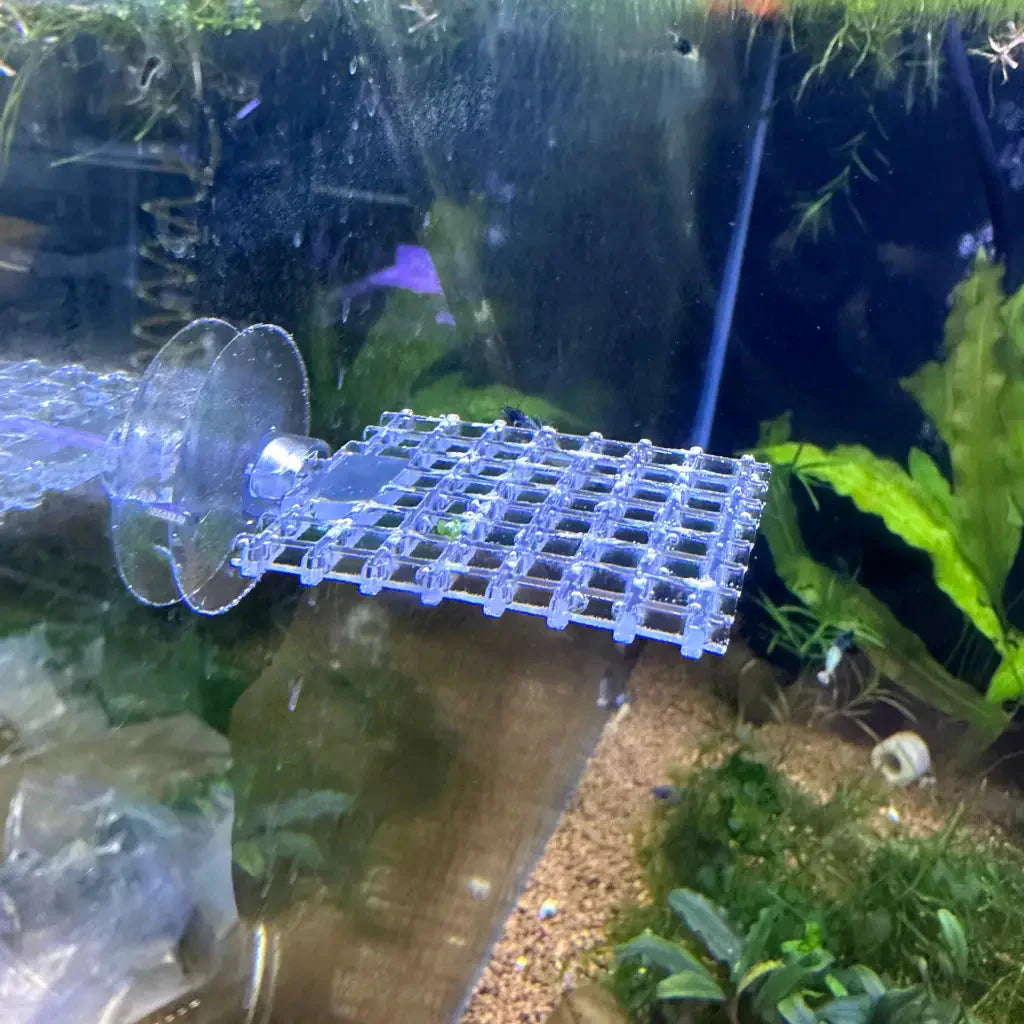 Square Plant Moss Ledge 5cm (Clear)
