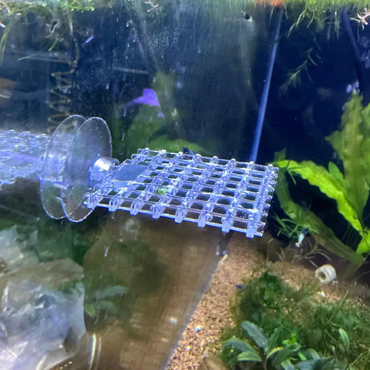 Square Plant Moss Ledge 5cm (Clear)