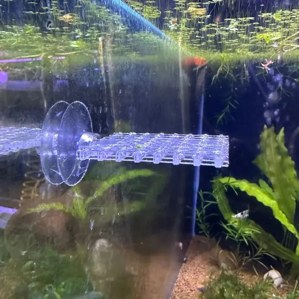 Clear plastic aquarium feeding platform.
