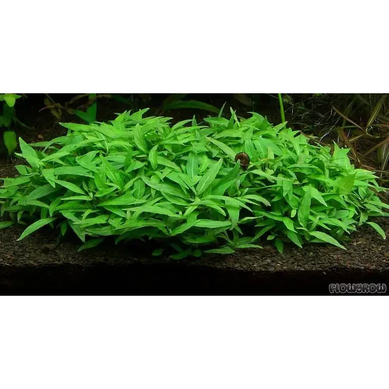 Lush green aquatic plant.