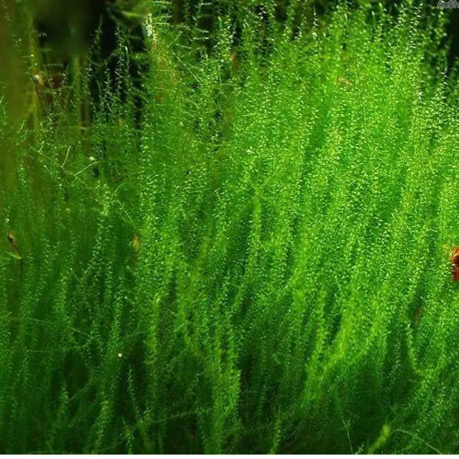 Vibrant green, feathery aquatic plant with delicate, thread-like strands.