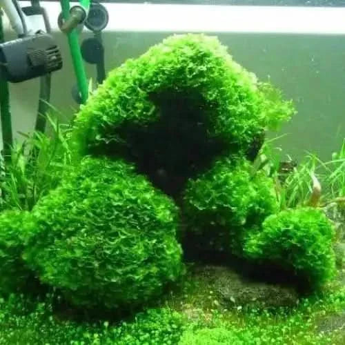 Aquarium moss-covered rock formation.