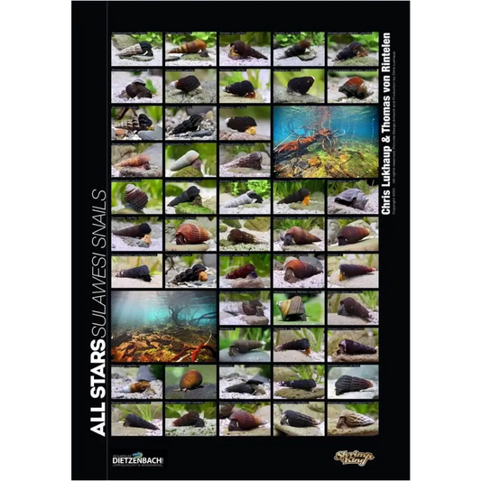 Sulawesi Snails Poster