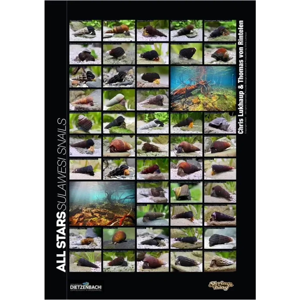 Book cover featuring Sulawesi snails.