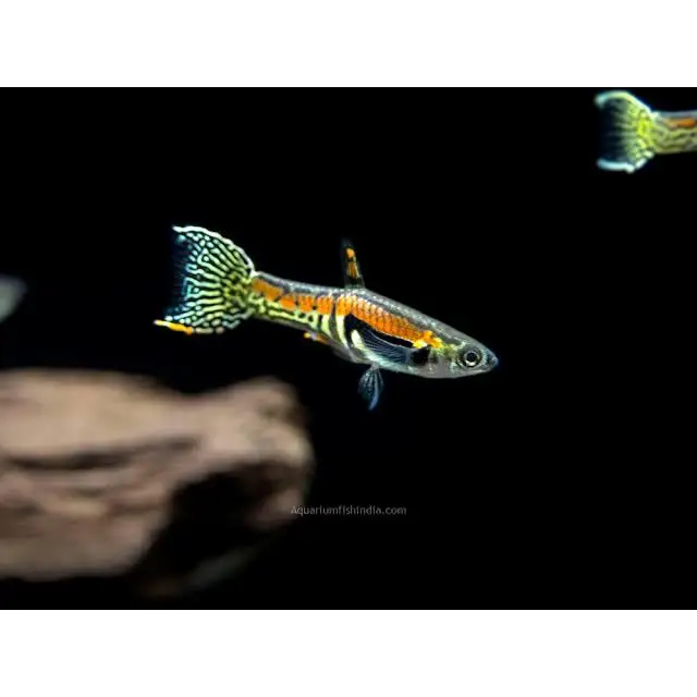 Colorful guppy fish.
