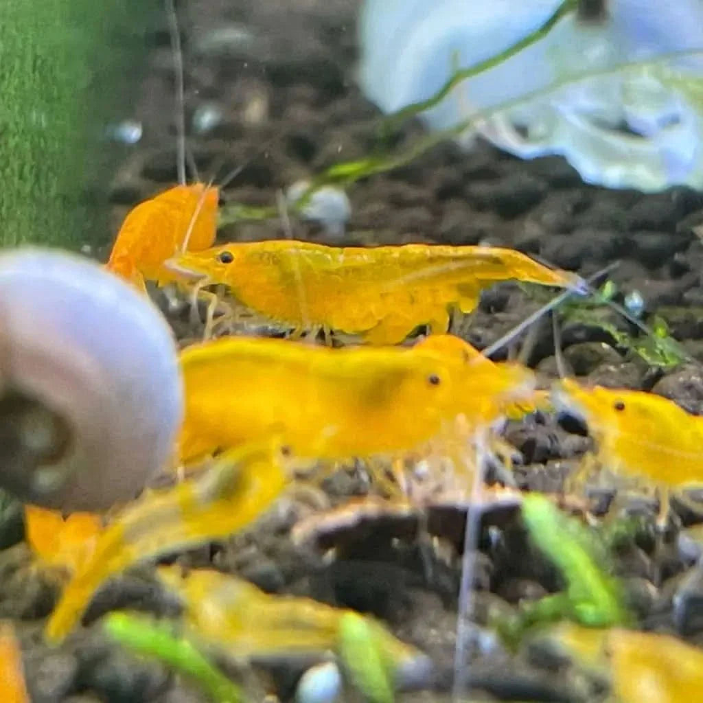 Vibrant yellow shrimp cluster.