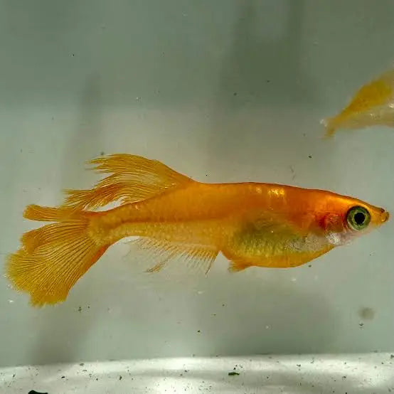A long-finned golden Medaka ricefish.
