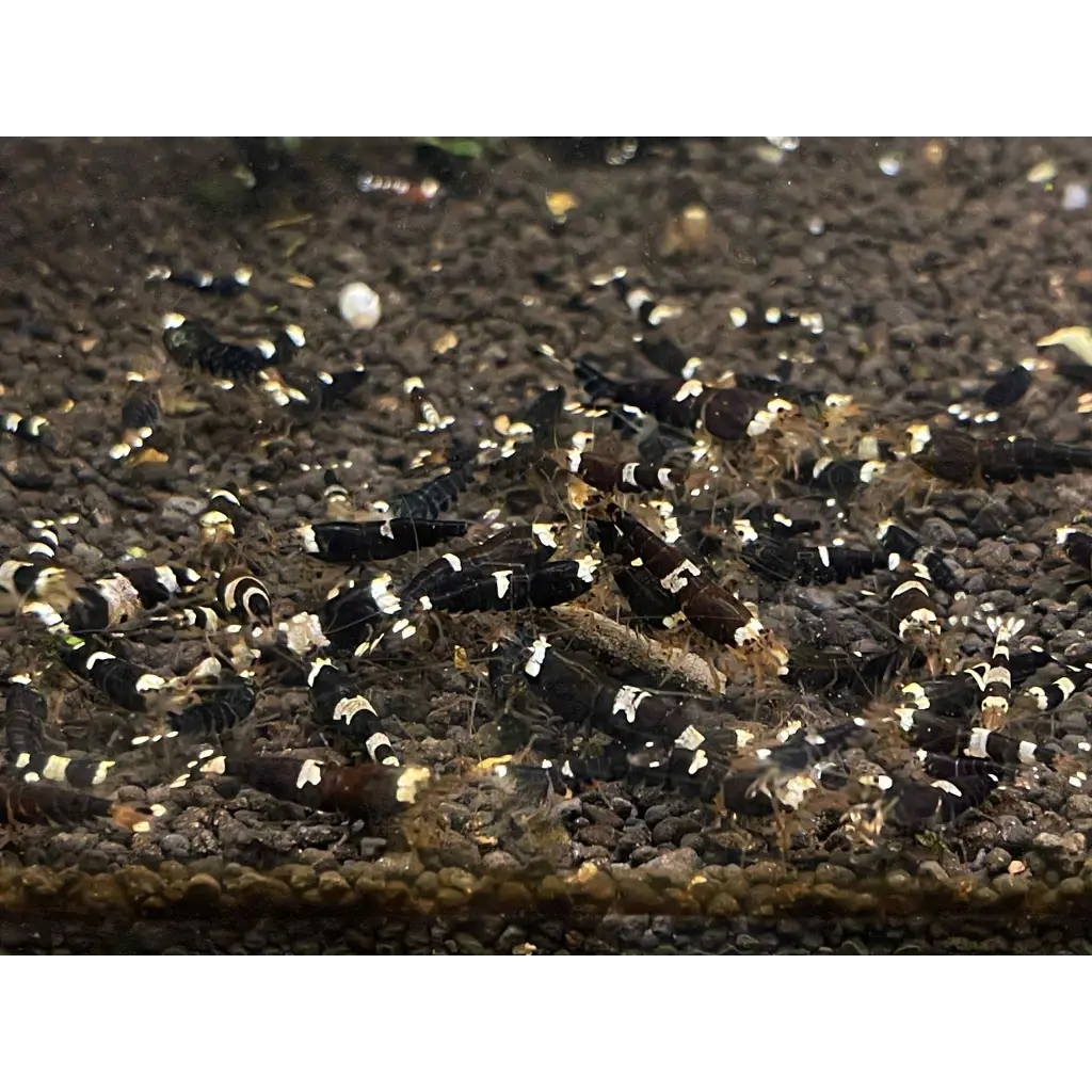 A large group of black and white striped freshwater aquarium shrimp.