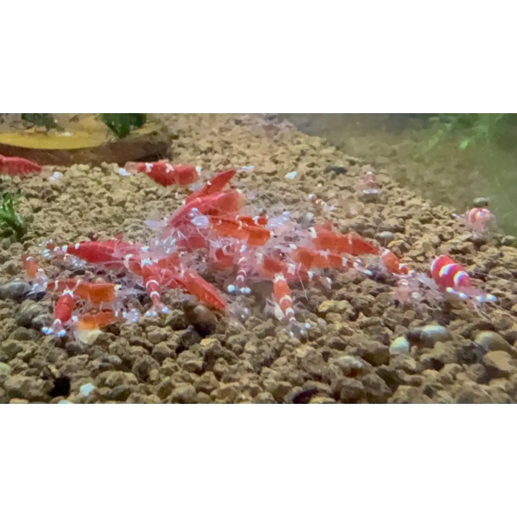 A group of red and white striped aquarium shrimp.