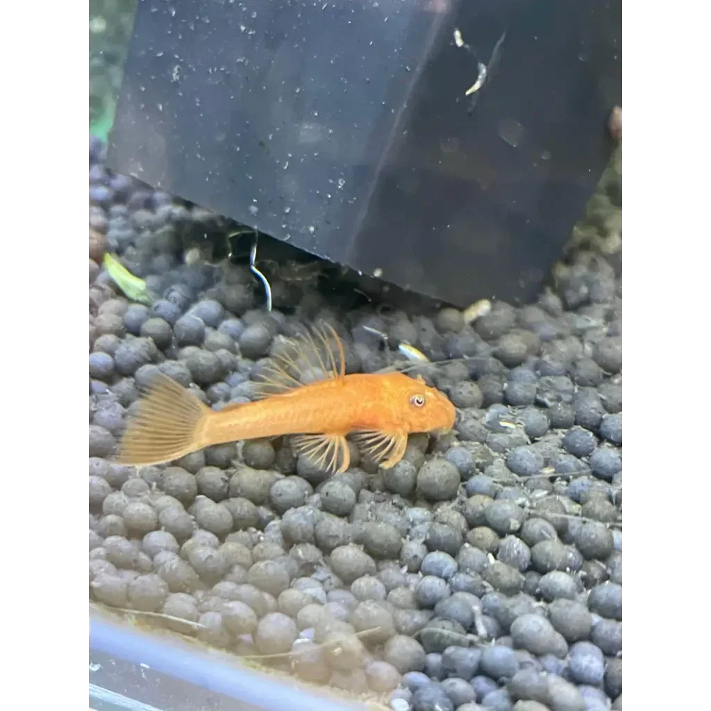 Orange bristlenose pleco.