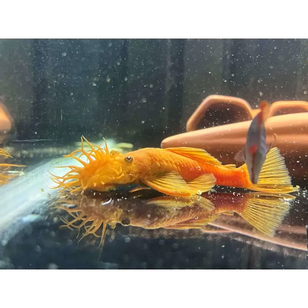 Orange bristlenose pleco.