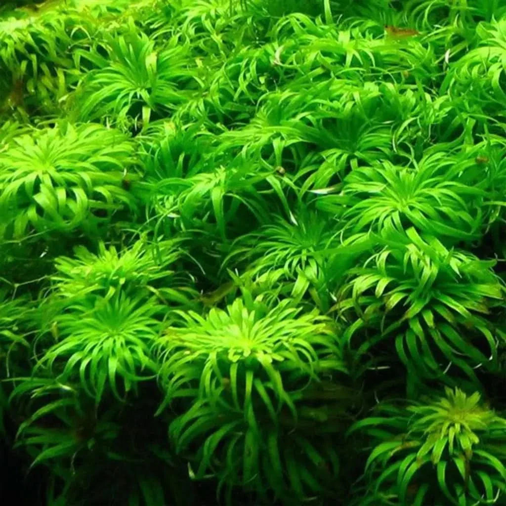 Bright green aquatic plant.