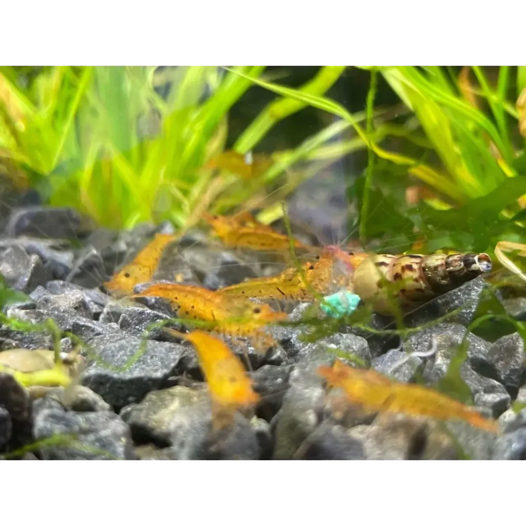 Orange aquarium shrimp.