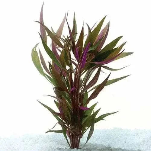 Aquatic plant with green and purple leaves.