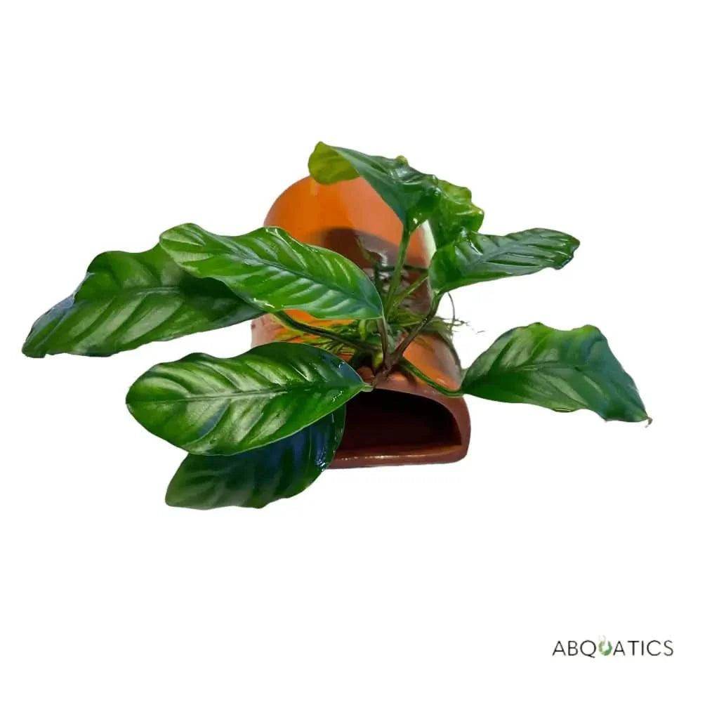 Aquatic plant on ceramic ornament.