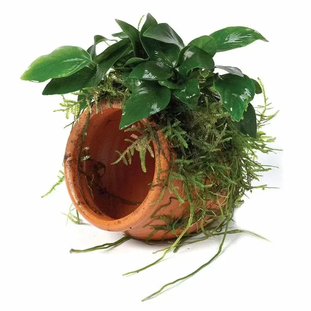 Aquatic plant in a terracotta pot covered in moss.