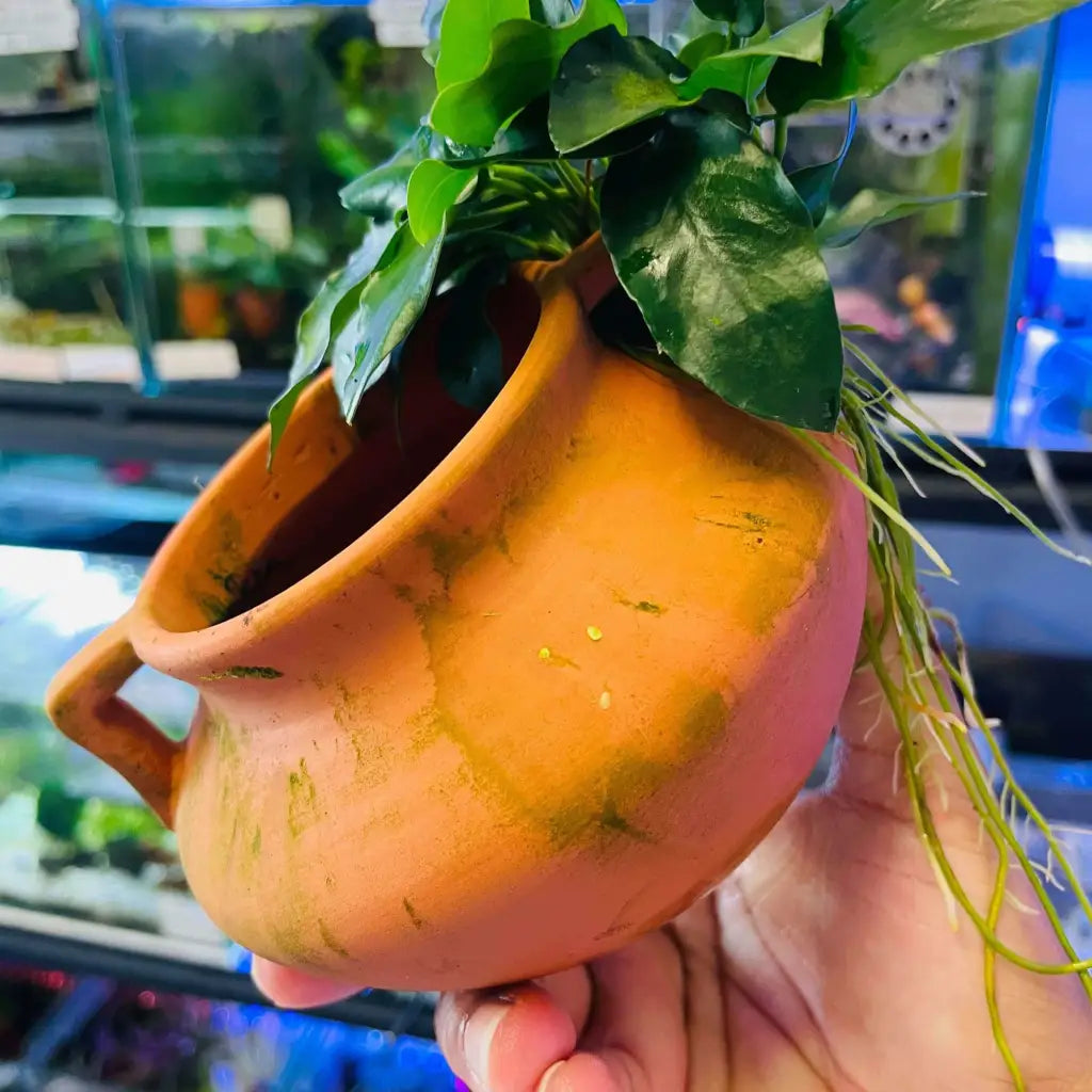 Terracotta Urn Nana ( URN WITH HANDLES )