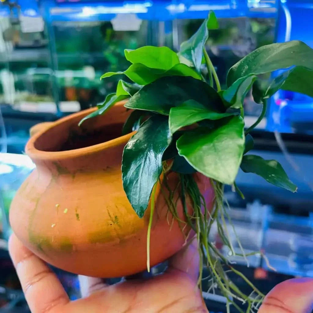 Aquatic plant in terracotta pot.