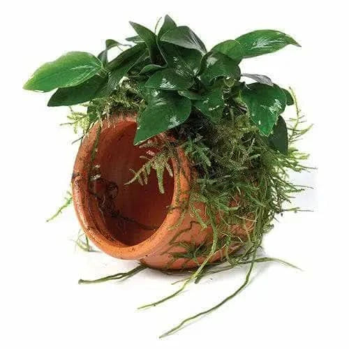 Terracotta pot with moss and green plant.