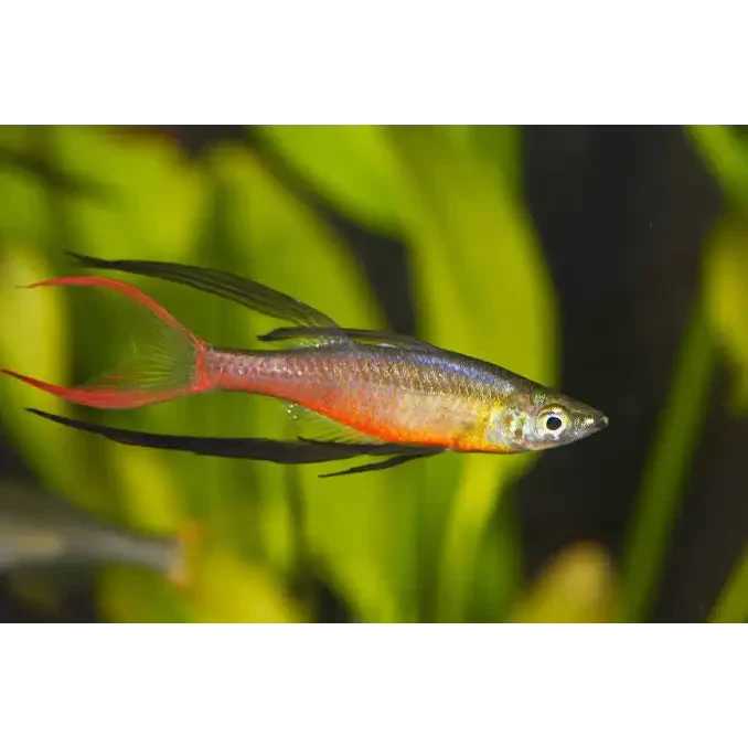 Threadfin rainbowfish.