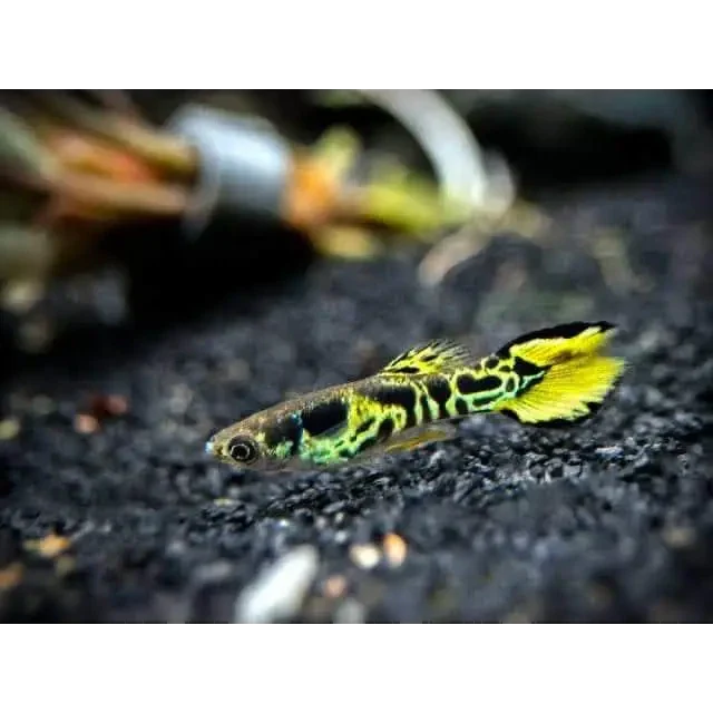 Vibrant yellow and black guppy.