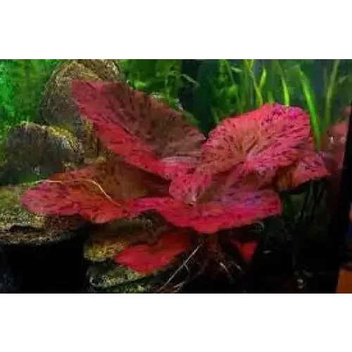 Red aquarium plant.