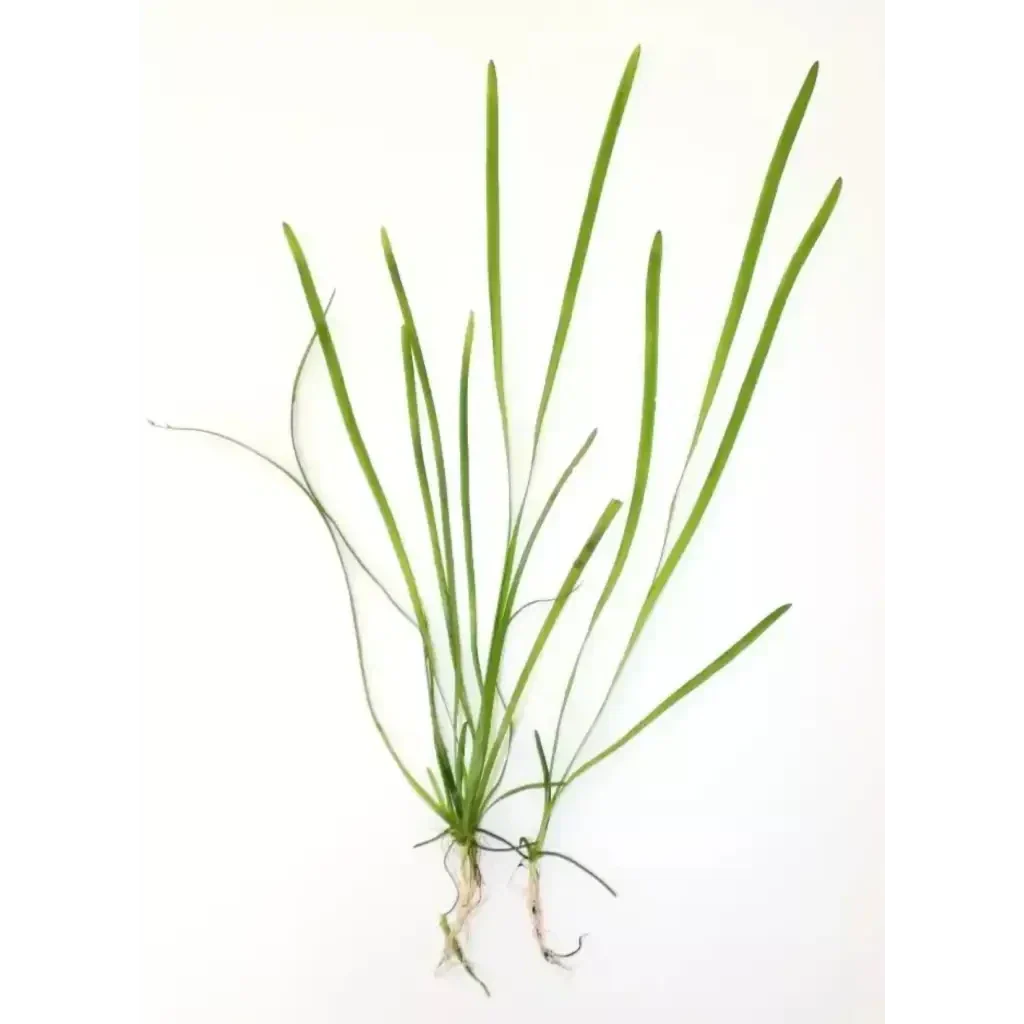 Green aquatic plant with roots.