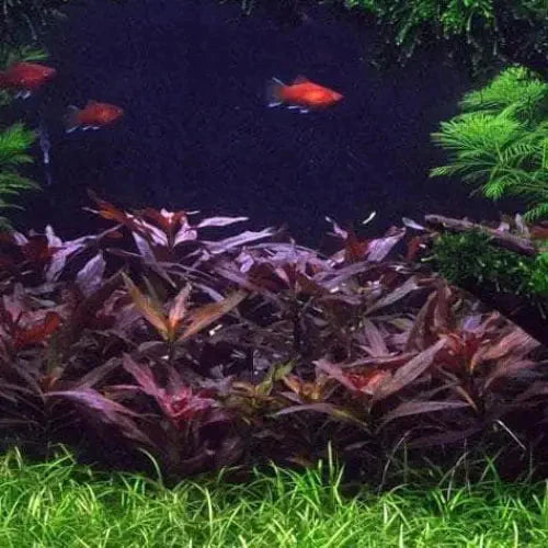 Tissue Culture - Alternanthera Reineckii Mini
