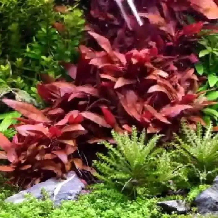 Tissue Culture - Alternanthera Reineckii Mini